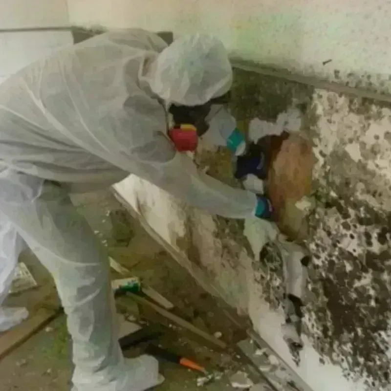 Mold Remediation and Removal in Pecos, NM